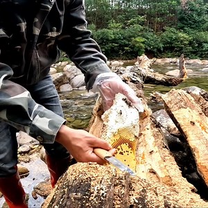 2.6K views · 109 reactions | Removing bees from a fallen tree | Natural Honey #Honey #forest #honeycomb #hunting | Bees Reels | Facebook