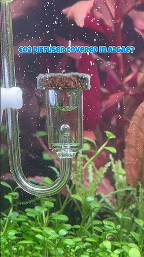 How to clean Co2 diffuser 🐠 #aquraium #fishtank #fish #aquascape #landen #co2 #cleaning #shrimp