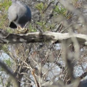 #harrierhawk grabs a #chameleon from a tree @foxycrocodilebushretreat # Kruger #krugernationalpark #sanparks | Exploring Kruger | Facebook