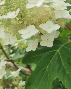 Before the storms. Alice Oakleaf Hydrangea beneficial insects love the pollen filled flowers. A mid-size deciduous shrub with great fall color. More information on our plant finder at https://plants.snavelys.net/12150016/Plant/210/Oakleaf_Hydrangea | Snavely's Garden Corner