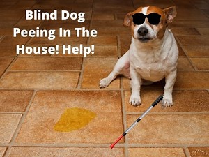 Top 5 Reasons Your Blind Dog Is Peeing In The House - And How To Stop It - Bulldogpapa