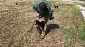 Lab puppies doing some drive building and grip development in the middle of Oklahoma on the road to California | Logan Haus Kennels