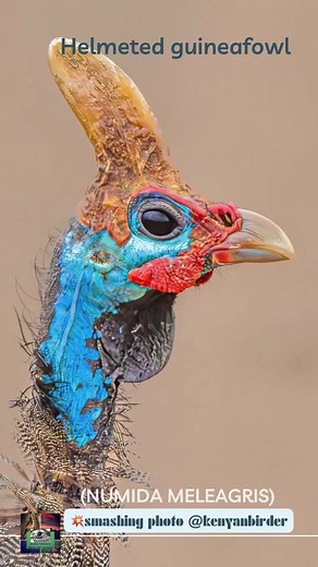 The helmeted guineafowl (Numida meleagris)..💥smashing photos📸 @kenyanbirder @jrgale @sachin_rai_photography @glennroman2432 ..💥spectacular videos📹 @robertsanthony07 @tanzaniatourismexperts @artfamcdk …taken in Africa 💎🧿💎🧿💎🧿💎🧿💎🧿💎📹📸All credits belong to rightful owner...sole purpose is to educate and share this amazing work with others... Go give them a follow so you can learn more about their amazing work!…Happy Birding dear friends! 💎🧿💎🧿💎🧿💎🧿💎🧿💎🧿💎📸📹🌟Tag @birdingtr