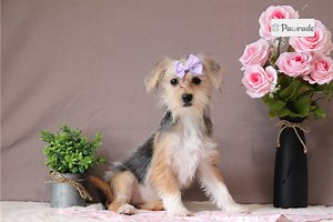 Nancy - Shorkie Puppy 29B39D