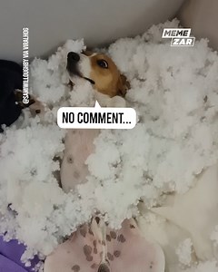 He knew what he had done 😂 | Memezar