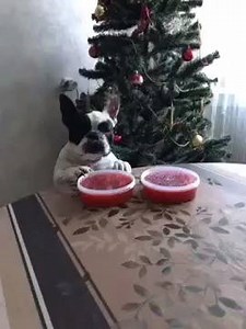 1.8K views · 102 reactions | Curious boston terrier via Irina Ezafatova | BuzzSharer Boston Terriers | Facebook