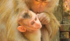 Good obedient monkey Leo feeling most happiness by mom Libby do care & full attention | Animals JoJo Family