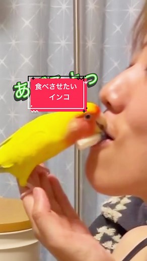 ガチャガチャでゲットした牛乳屋さんセット♩ 牛乳屋さんになって運んでくれるぴこたろう🤣 ちょっと押し売りがひどいですが、かわいいので許します🤣✨ #インコスタグラム #コザクラインコ #ぴこたろぐらむ #鳥 #牛乳