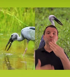 Asian Openbill | Markulland