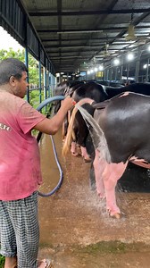 1.2M views · 5.8K reactions | The shepherd is bathing the Jaffrabadi buffalo very nicely with water #buffalo #cleaning #cattlefarm #trendingpost #vairalreelsfb #foryouシ | Bulls take care | Facebook