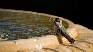 How To Make A Hummingbird Fountain – Hummingbirds Info