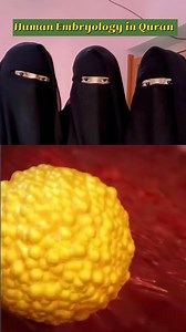 Human Embryology in the Quran | Surah Mu'minun Verse 12-14 We made the sperm into a clot So blessed is Allah, the best of Creators” (Qur'an 23: 12-14) #embryo #allah #quran #alaqa #clot #blood #creator #creation #human #viral #instagram #islamic #india #reels #likes #shorts #girl #share #comments #subscribe #support #fb #youtube #insta #latest #science #facts #god #hindu #muslim #Momin #kafir #Mushrik #Munafiq #videos | Hindi Quran Girl