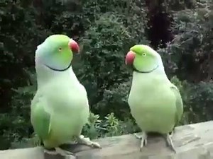 Dedikoducu teyzeler temsili :) | Rıfkı