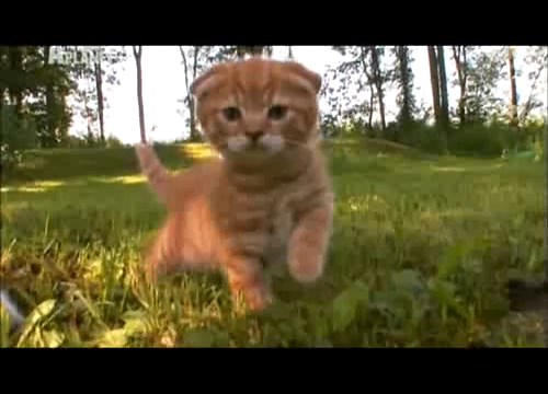 Skót lógófülű macska