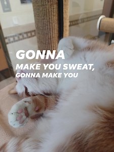 ●●●●●● Im-Paw-Tant Message ●●●●●● 101.5FM Dog Bowl Halftime Show CANCELED CATT ZEPPLIN was caught trafficking catnip. photo (Lead Purr Mr. Bigg's - Owner JD HOSS) CATT ZEPPLIN known for their hit songs: ☆ Dazed and Catnipped ☆ 9 Lives to Heaven ☆ Silly Black Dog ☆ Whole Lotta Pussy Catts ☆ When The Litter Box Breaks ☆ What Is and Baths Should Never Be ☆ No Communication Breakdown - Feed Me #dogbowl | 101.5 FM KTKE www.truckeetahoeradio.com