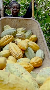 Por qué se cultiva tanto cacao en Ghana #Ghana #Cacao #Exportaciones | Insider Español