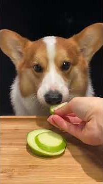 ASMR Corgi Puppies #13