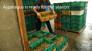 Did you know asparagus is harvested every day? Some mature shoots can grow up to 7 inches in 24 hours. Day after day workers harvest asparagus, and send it to a packing shed to get washed, cut, measured, bundled, and packaged for retail. Owyhee Produce in Parma, ID started asparagus harvest and will continue for the next couple of months. Be sure to get local fresh asparagus this season to support local farmers! | Idaho Farm Bureau Federation