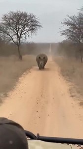 The camera man understood the assignment!! | Castle Org.