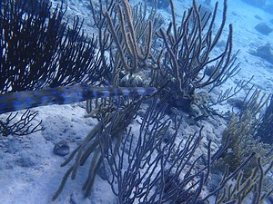 Kornetvis 😍, bij Kokomo beach. 🙂 | Trunkdivers Curacao