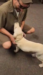 37K views · 4.6K reactions | Jake, the shop Pup, happy to see one of his favorite UPS Drivers. OHIO | UPS Dogs | Facebook