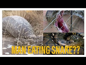 Python eats woman in Indonesia