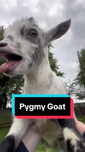 Discover Pygmy Goat 🐐 a very cute pet mini goat breed 😍 #pygmygoats #pygmygoat