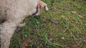 Dog sniffing to find truffles in the forest. Truffle hunting. Searching truffles in the forest. Truffle dog. 4K