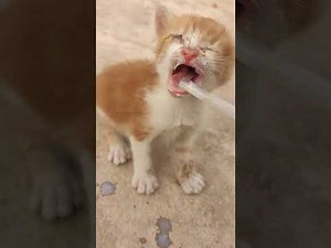 How I Saved My Cat Enas from Death Emergency Medication and Treatment