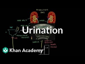 Urination - Renal system Video Lecture | Biology for MCAT