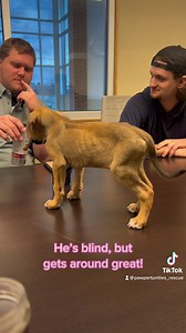Rupert, our little neuro puppy is doing well! Today he attended one of our staff meetings. He fits in great, seeking out coffee like the rest of us.😂🤦🏻‍♀️ Look how well he gets around, despite being blind!😍 | Pawportunities