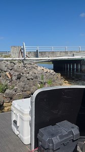 1K views · 20 reactions | Iguana hunting, invasive species removal | Florida Outdoors Company | Facebook