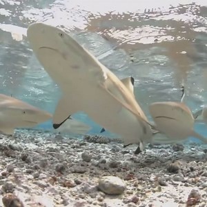 75K views · 238 reactions | The Sharks of South Fakarava, French Polynesia | Scuba Diver Life | Facebook