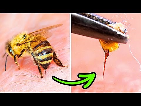 Why Bees Don't Survive After Stinging You (and Other Cool Facts About Bees, Wasps, Hornets)