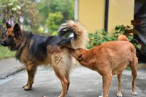 ¿A Qué Edad los PERROS Pueden APAREARSE? - Consejos de expertos