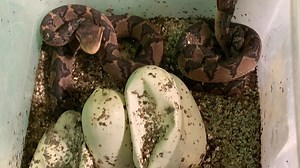 16K views · 361 reactions | Bushmaster ( Lachesis muta ) all four eggs hatched. | Kentucky Reptile Zoo | Facebook