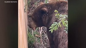 Bear spotted strolling through residential neighborhood in Ventura County