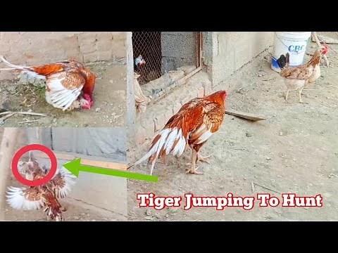 Aseel Rooster Meeting Desi Hen | How Does An Egg Get Fertilized | Chicken Breeding Tips