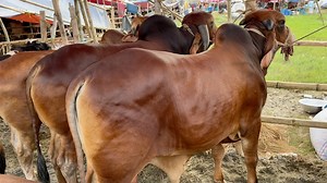 2K views · 362 reactions | Bishal Bishal Size Giant Bulls of...