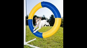Second Annual ‘Fun Dog Show’ taking place Saturday in Ridgefield