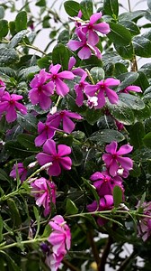 19K views · 1.7K reactions | Rose Periwinkle | My Beautiful Garden | Facebook