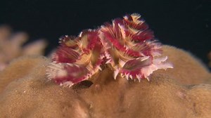 Christmas Tree Worm Retracting Emerging On : vidéo de stock (100 % libre de droit) 7066732 | Shutterstock