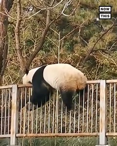Adult panda Meng Lan was videotaped making a break for it at the Beijing Zoo, successfully hopping the fence of his enclosure. However, handlers were able to quickly lure the guy back to his habitat with some food. 🐼😂 | NowThis