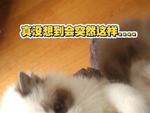 真没想到会突然这样...