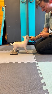 34K views · 480 reactions | Here’s the next step towards a handstand - hind foot targeting. This is always a bit of a tough one, especially for me because I have a hard time seeing when the back feet are on the target, which makes my rewards slow. This will likely take a couple more sessions to get. #puppy #dogtraining #dog #dogtricks #chihuahua #purebreddog | Reflection Kennels | Facebook