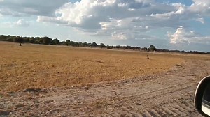 16K views · 167 reactions | Video: a drive around MA-SA horse racing car parking area #okavangoexpresss | The Okavango Express | Facebook