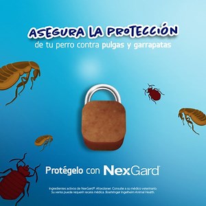Un masticable al mes y olvídate de los molestos parásitos, NexGard® protegerá a tu perro. 💙🐶 | NexGard Centroamérica