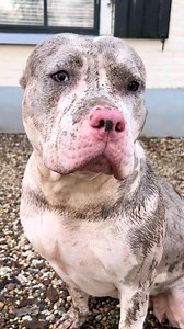 37K views · 776 reactions | Giving my muddy bestie a bath  #reelitfeelit #relax #reelsinstagram #reelsfb #reels #dogsofinstagram #tiktokviral #dogs #doglover #doglife #dog #dogmom | Bundleofbullies | Facebook
