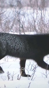 3.3K views · 164 reactions | Baby black wolf!! Nah just a beautiful silver fox, a melanistic (black) phase of the red fox that we saw on one of our wolf surveys along the Hudson Bay. .Black-silver foxes aren’t that uncommon in the wild #reelsviralシ #wolfdogpuppy #wolfdogcommunity #dogphotography #wolftattoo #wolfcreek #wolf #dogoftheday #wolfpack #wolfdogsofinstagram | Wolf Lovers | Facebook