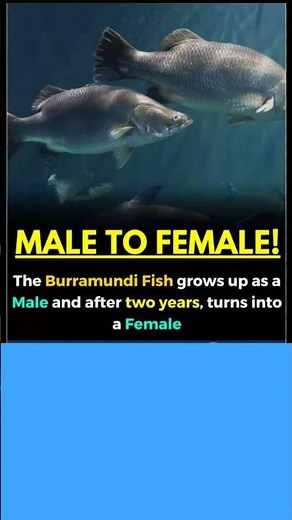 protandrous hermaphrodite